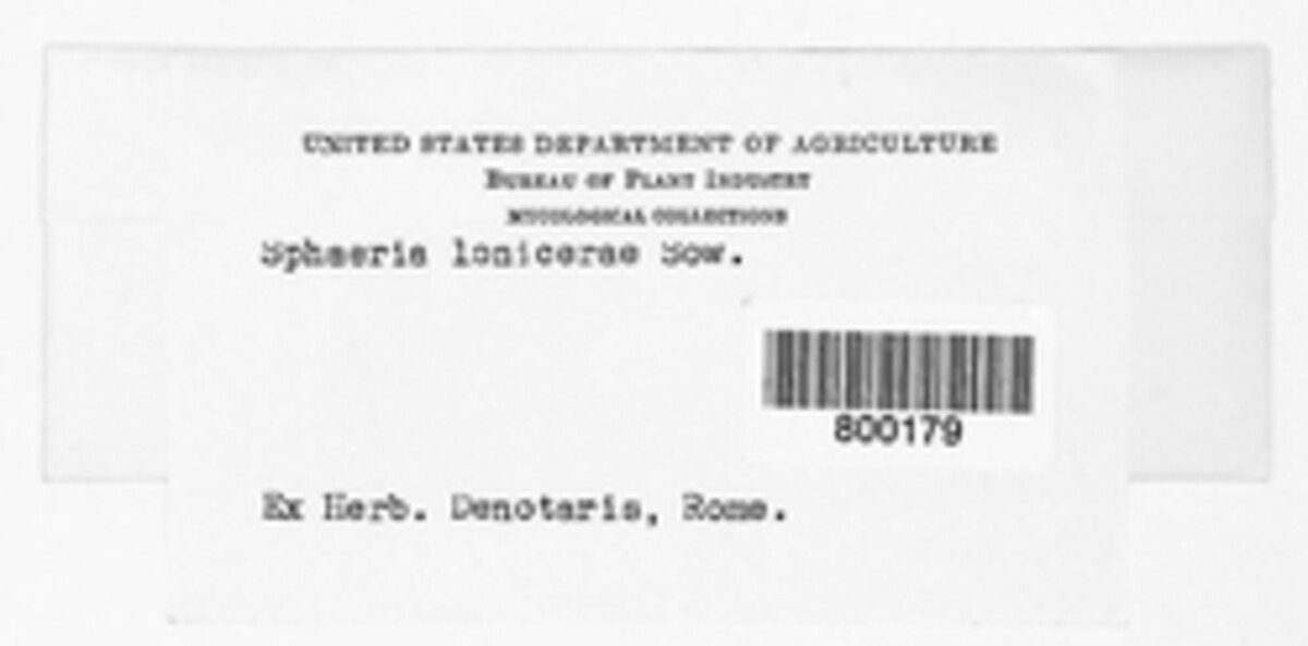 Venturia lonicerae image